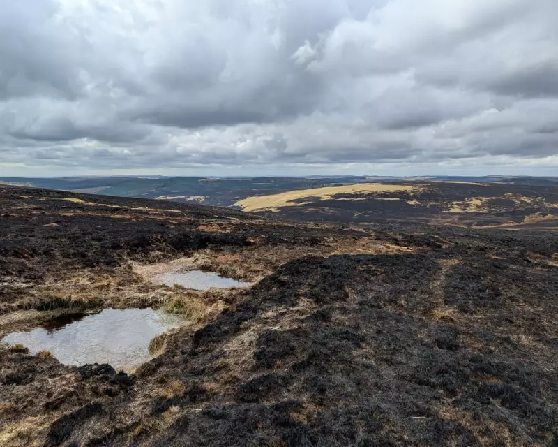 Climate Crisis in 2025: Extreme Weather Pushes UK Wildlife to the Brink