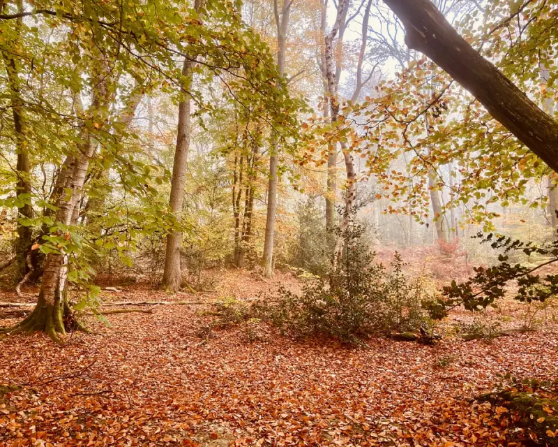 Country Diary: A Broken Leg, Singing Crossbills, and a Dreamlike Woodland