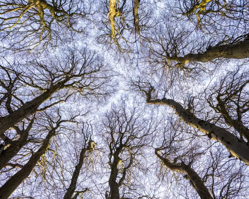 Crown Shyness and Coppicing: A 500-Year-Old Lime Tree's Story in Northamptonshire