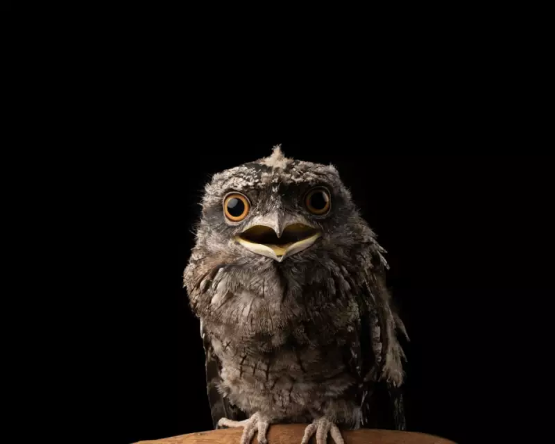 Deadly Rat Poisons Kill Native Wildlife, UK Experts Warn of Similar Risks