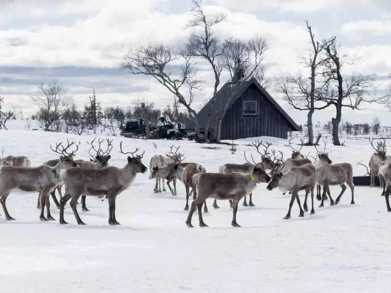 Experience Sami Reindeer Herding: A Unique Cultural Holiday in West Sweden