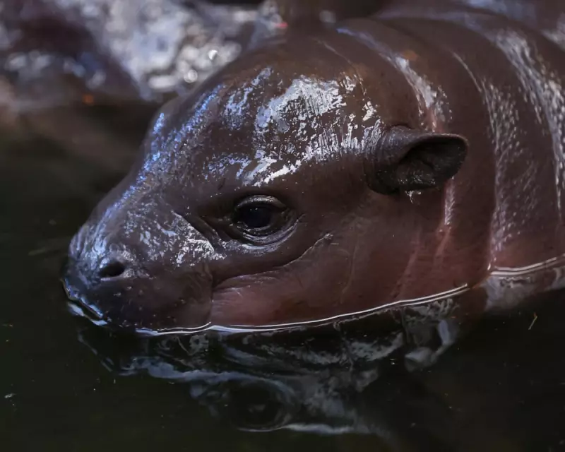 Final Thursday Quiz of 2025: Baby Hippo, AI Fails & Festive Fun