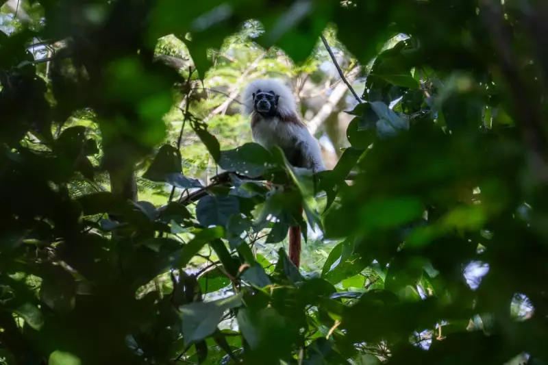From Logger to Guardian: How Former Loggers Are Saving Colombia's Cotton-Top Tamarins