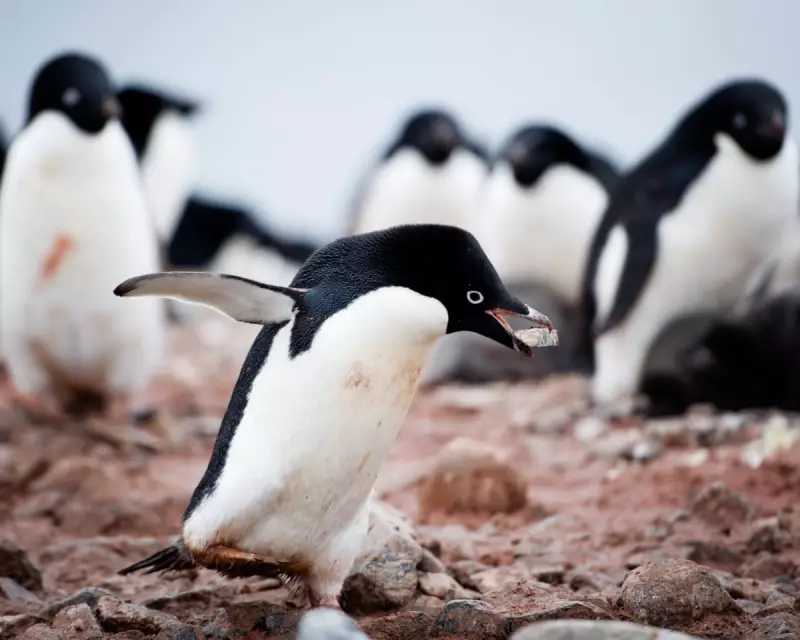 From Pebbles to Spitballs: The Animal Kingdom's Guide to Perfect Gift-Giving