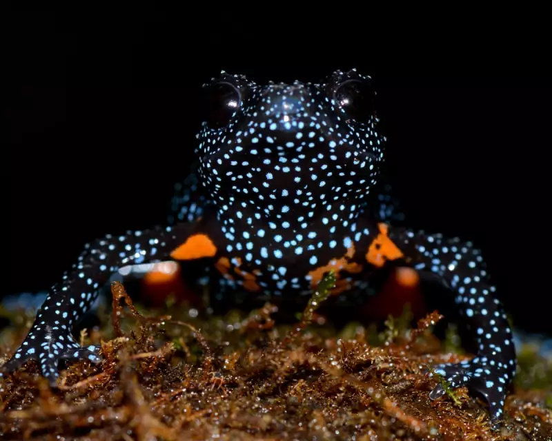 ‘Galaxy Frogs’ Vanish After Photographers Destroy Kerala Rainforest Habitat