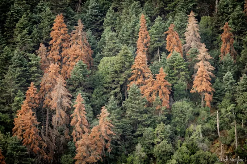 Greece's Ancient Fir Forests Face Extinction After Fires and Drought