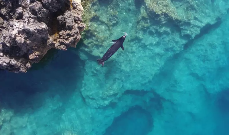 Greece's Monk Seals Face New Threat: Unregulated Tourism Jeopardises Recovery