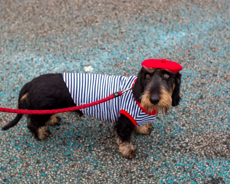 Guardian Readers' Best Photographs: From Parisian Pooches to Icelandic Aurora