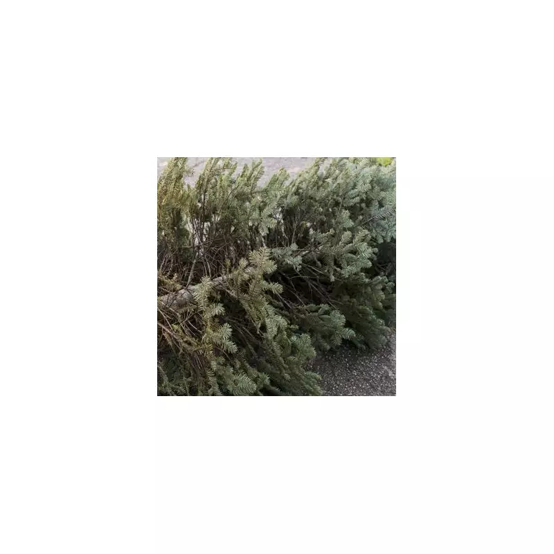 Hackney Festive Bin Collection Changes: Christmas Tree Recycling Guide