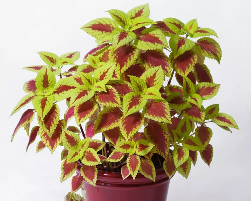 Houseplant Hack: Does Washing-Up Liquid Kill Pests? The Surprising Answer