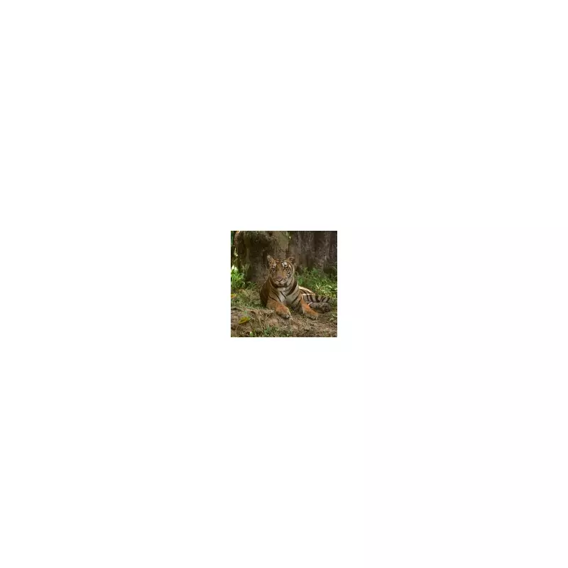 Interpol 'Most Wanted' Wildlife Trafficker Arrested in India Over Tiger Parts