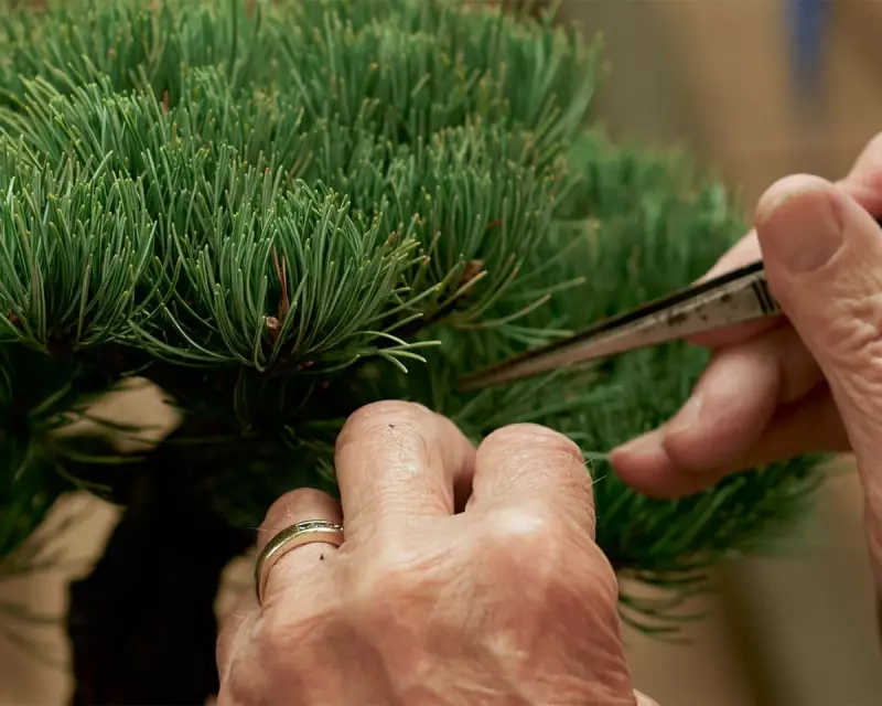 ‘Light Needs’ Review: A Haunting Sci-Fi on Plant Consciousness