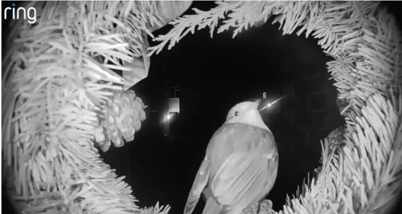 London's Festive Robins Captured on Ring Doorbells: Folklore & Magic