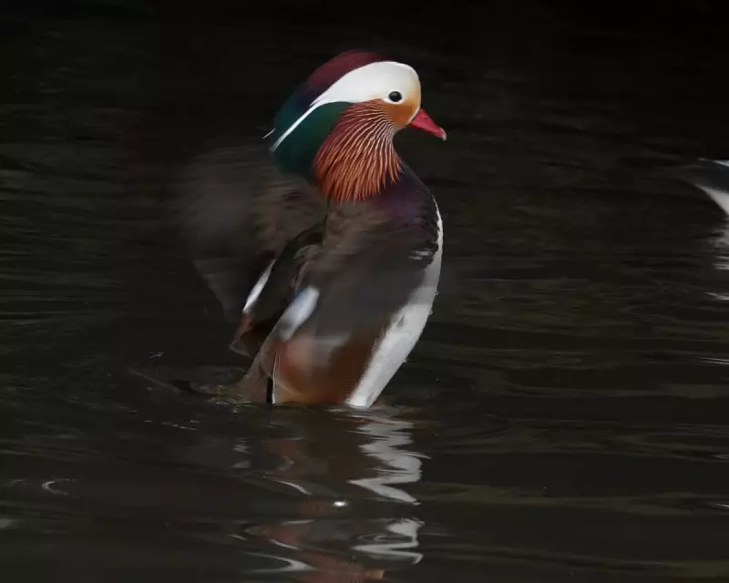 Mandarin Duck's UK Return Sparks Hope for Biodiversity Revival