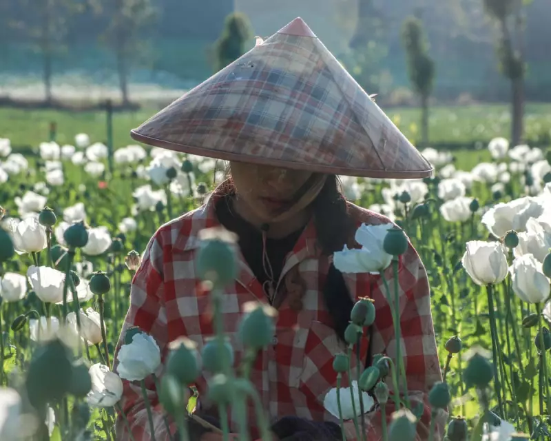 Myanmar Conflict Fuels Opium Surge: Poppy Farming Up 18% in a Year