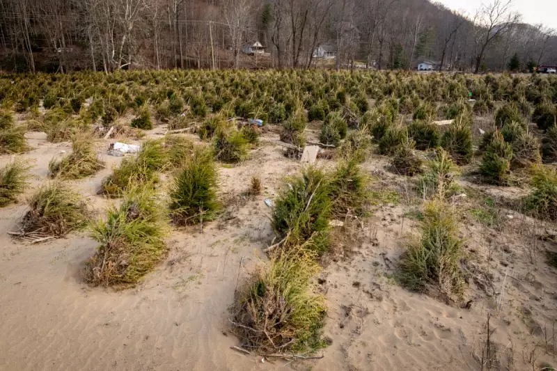 North Carolina Christmas Tree Farmers Rebound with Optimism After Hurricane Helene