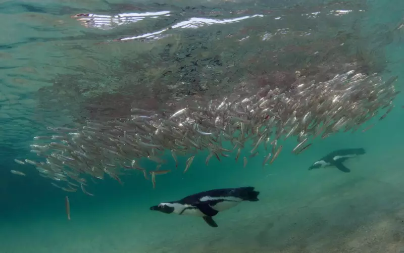 Over 60,000 African Penguins Starve as Sardine Collapse Hits South Africa