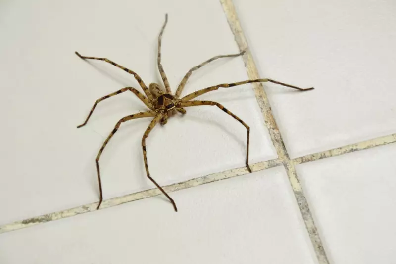 Overcoming Arachnophobia: One Writer's Quest to Befriend the Huntsman Spider