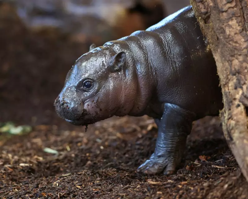 Panya the Pygmy Hippo: Tiny Zoo Sensation Goes Viral in Germany