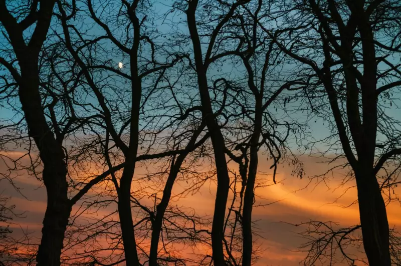 Photographer Sarah Lee Captures Winter's Light in the Darkness