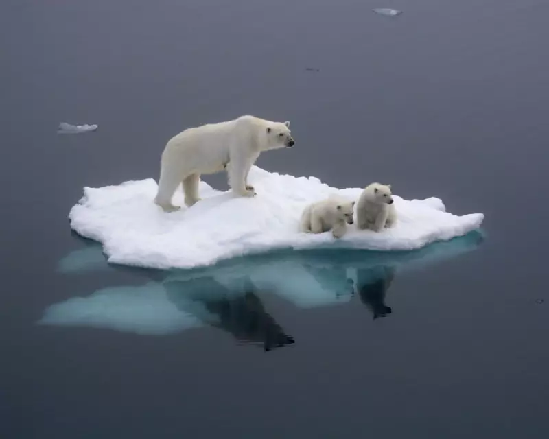 Polar Bears Adapting DNA to Climate Crisis: A Hopeful Sign or a Dire Warning?