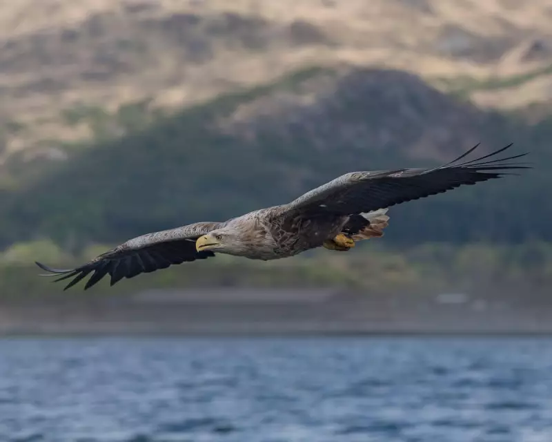 Police Probe as Three Rare White-Tailed Eagles Vanish in UK