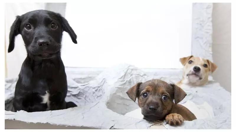 Puppy Farms and Trail Hunting Face Ban in New Animal Welfare Strategy