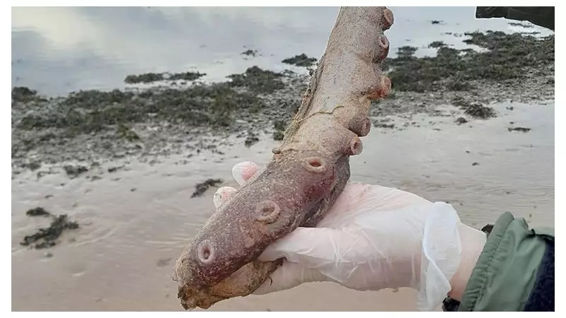 Rare Deep-Sea Giant: Seven-Arm Octopus Washes Up on Aberdeenshire Beach