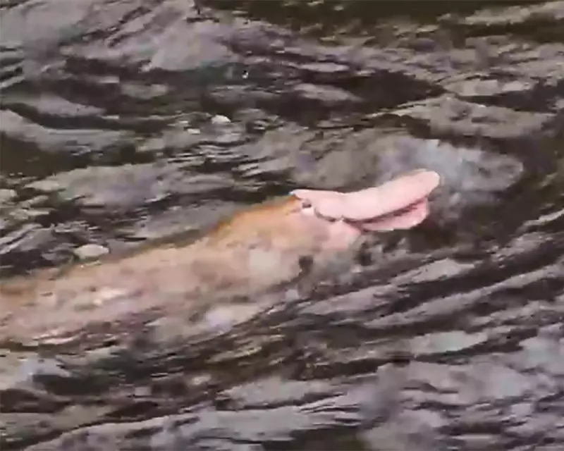 Rare Pink Platypus Spotted in Victoria: Biologist Urges Caution Over 'Pinky'