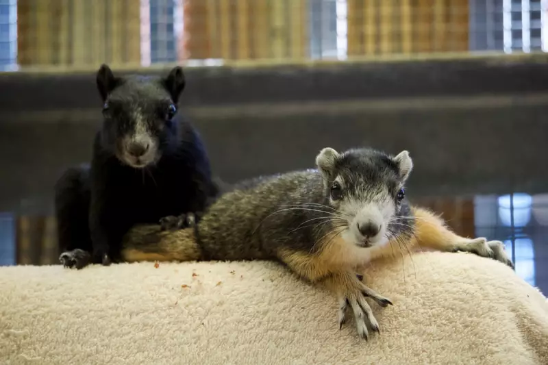 Rare Squirrels Released as a Pair After Bonding in Florida Wildlife Hospital