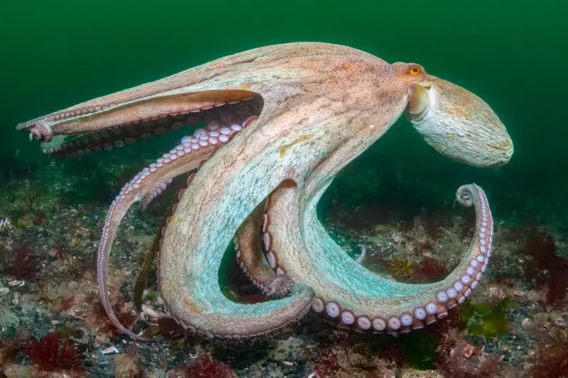 Record Octopus Numbers Off England's South Coast Make 2025 'Year of the Octopus'