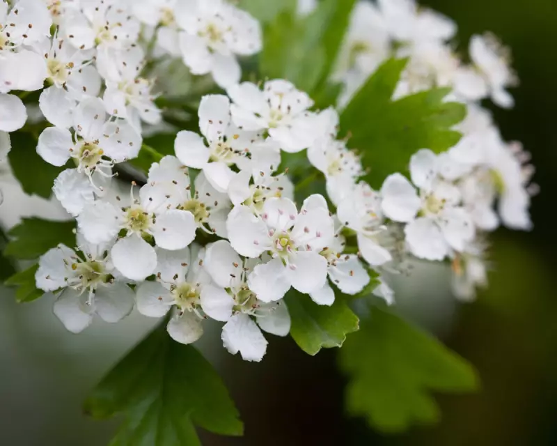 RHS Urges Gardeners to Plant 'Tredges' to Boost England's Tree Cover