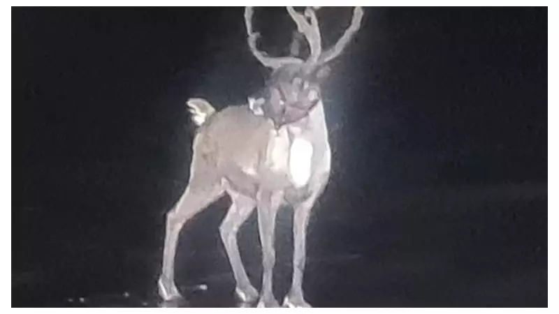 Runaway Reindeer Sparks Multi-Agency Overnight Rescue on Merseyside Beach