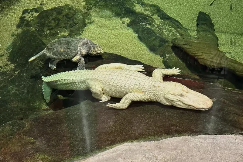San Francisco's Beloved Albino Alligator Claude Dies Aged 30