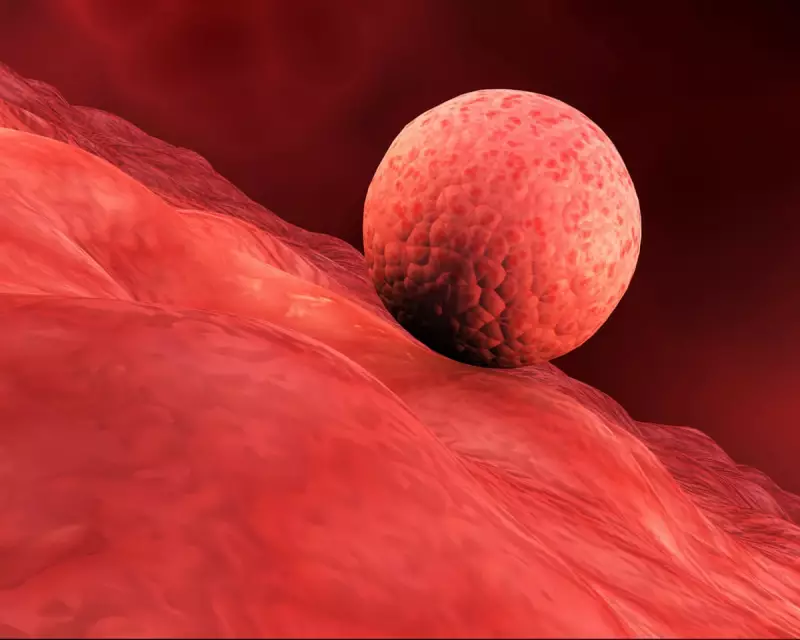 Scientists Grow Human Womb Lining in Lab, Implant IVF Embryos in Breakthrough