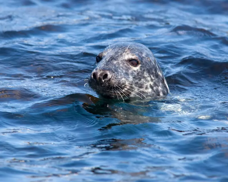 Seal Encounter in Norfolk: A Close-Up View of Coastal Wildlife