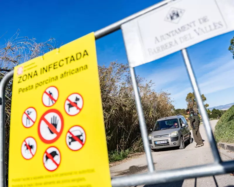 Spanish Officials Probe Lab Leak Theory in African Swine Fever Outbreak