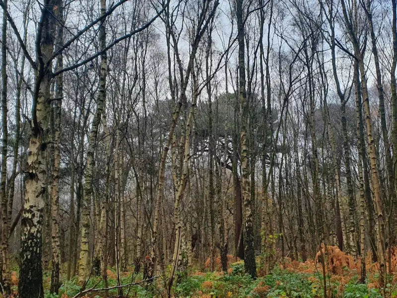 Stockton's Wood's Secret WWII Role: Where Bombers Hid Among the Trees