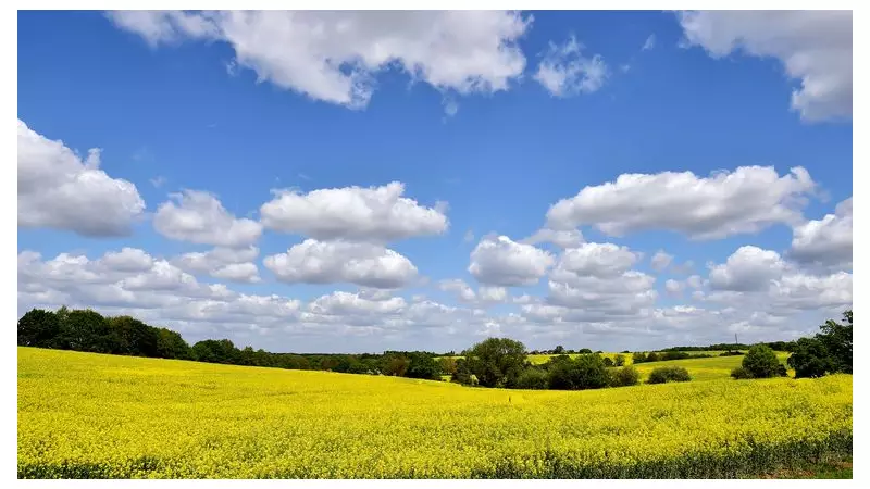 UK Farmers Lose £828m as Record Heat Slashes Harvest Revenue by 20%