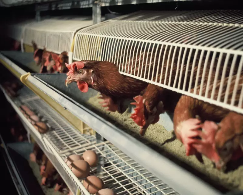 UK Government to Ban Hen Cages and Pig Farrowing Crates in England by 2027