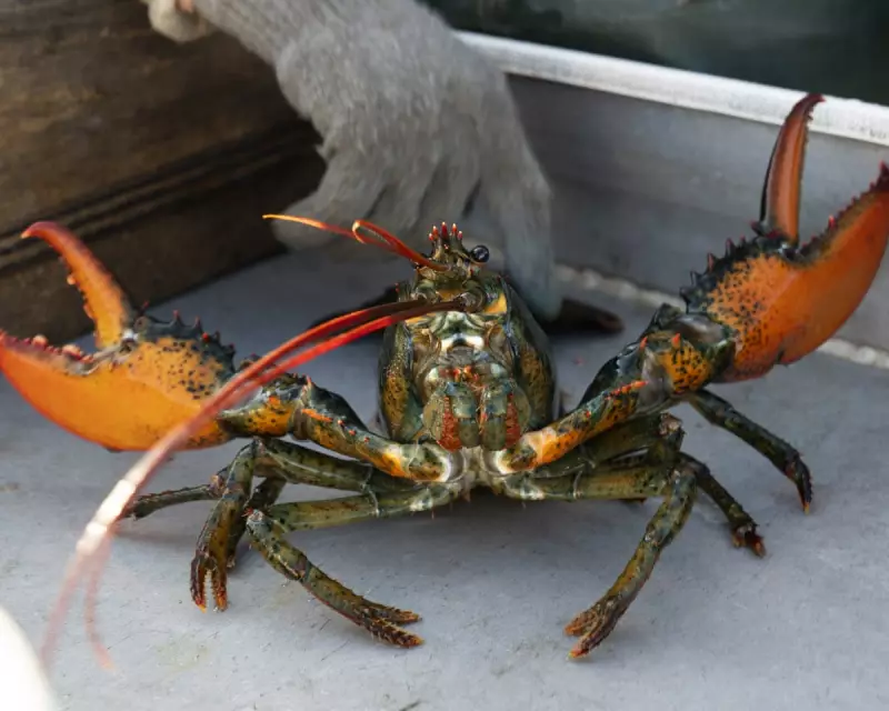 UK to Ban Live Boiling of Lobsters in Sweeping Animal Welfare Reforms