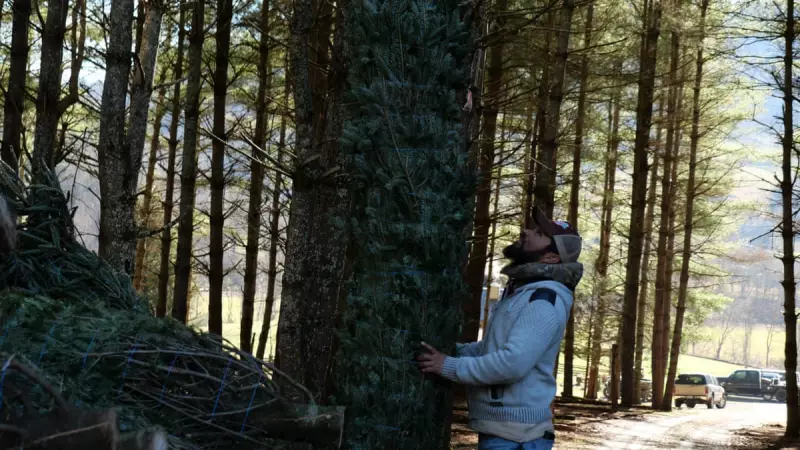 US Christmas Tree Industry Faces Crisis as Trump Wage Cuts Threaten Mexican Workforce