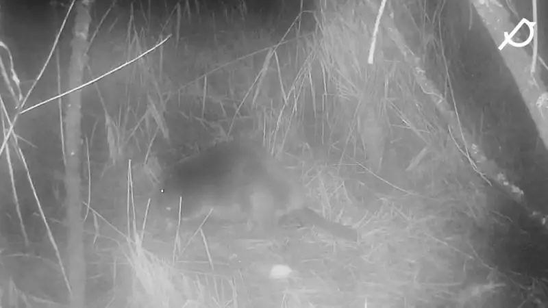 Wild Beaver Spotted in Norfolk After 400-Year Absence at Pensthorpe