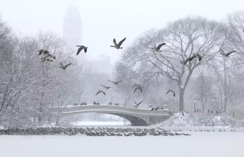 Winter Storm Chaos: 15,000 Flights Hit as New York and New Jersey Declare Emergencies