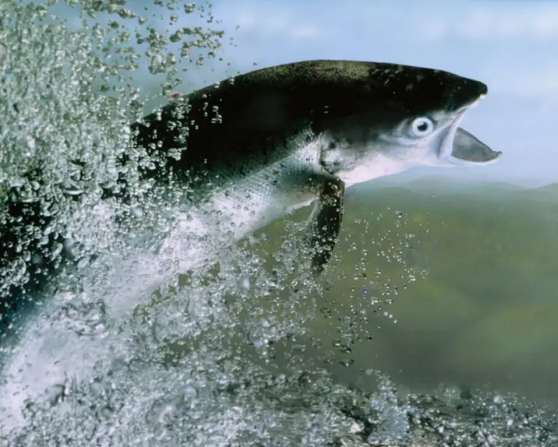 Young Atlantic Salmon Return to Three English Rivers After Decade-Long Absence