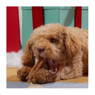 46p Festive Dog Treat Cleans Teeth & Is 'Tasty as Heck' in UK Sale