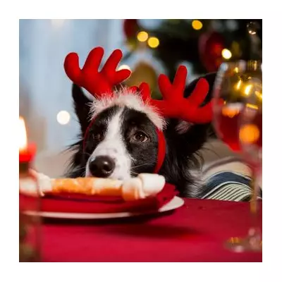 7 Deadly Christmas Foods for Dogs: Vet Warning to UK Pet Owners