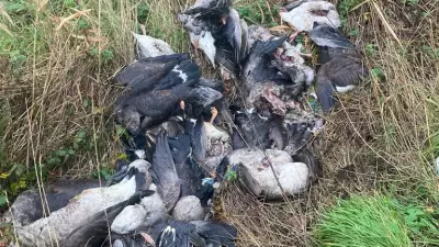 70 Butchered Geese Dumped in Norfolk: Public Health Warning Issued
