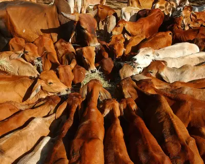 China Slaps 55% Tariff on Australian Beef, Threatening Key Export Trade