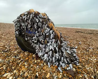 Goose Barnacles Stranded on Hayling Island: A Race Against Time